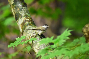 太い枝に止まるヒガラ