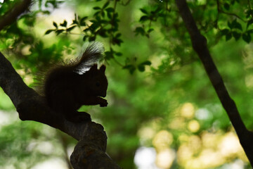 夏の森のエゾリスのシルエット