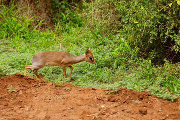 Dikdik smallest antelope savanna - Serengeti, Tanzania,Africa