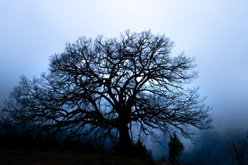 Misty Silhouette, Elderly Tree with Bare Branches in Blue Background.For copy text areas and backgrounds