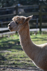 Fototapeta premium Llama Standing Alone in a Fenced Field