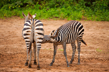 Obraz na płótnie Canvas funny zebras playing in their natural environment