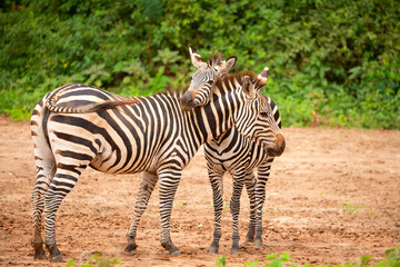 Fototapeta na wymiar funny zebras playing in their natural environment