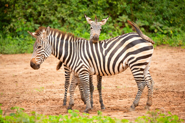Fototapeta na wymiar funny zebras playing in their natural environment