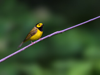 Hooded Warbler portrait on green background