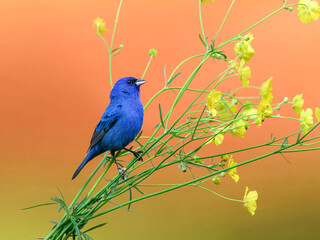 Indigo Bunting portrait on orange yellow background