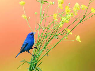 Indigo Bunting portrait on orange yellow background