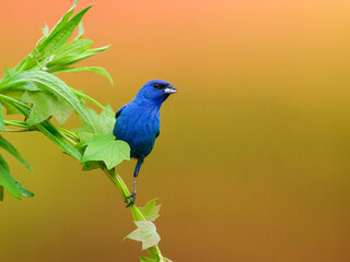 Indigo Bunting portrait on orange yellow background