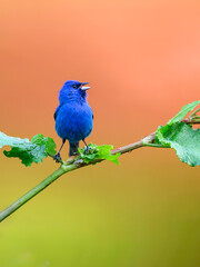 Indigo Bunting portrait on orange yellow background