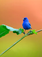 Indigo Bunting portrait on orange yellow background