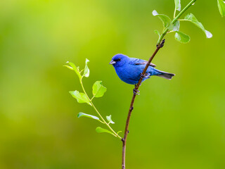 Indigo Bunting on tree branch, portrait on green background