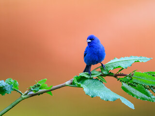 Indigo Bunting portrait on orange yellow background