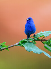 Indigo Bunting portrait on orange yellow background