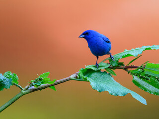 Indigo Bunting portrait on orange yellow background
