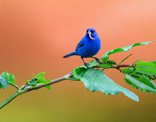 Indigo Bunting portrait on orange yellow background