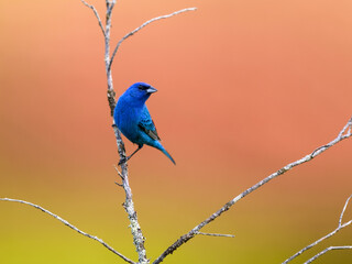 Indigo Bunting portrait on orange yellow background