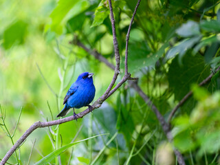 Indigo Bunting on tree branch, portrait on green background