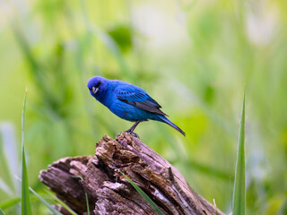 Indigo Bunting on snag, portrait on green background