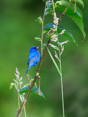 Indigo Bunting  portrait on green background