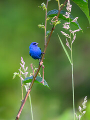 Indigo Bunting  portrait on green background
