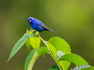 Indigo Bunting on tree branch, portrait on green background