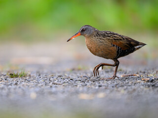 Virginia Rail walking in Spring, closeup portrait