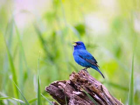 Indigo Bunting on snag, portrait on green background