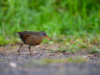 Virginia Rail foraging in Spring, closeup portrait