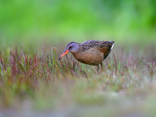 Virginia Rail foraging in Spring, closeup portrait