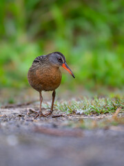 Virginia Rail foraging in Spring, closeup portrait