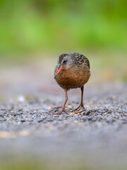 Virginia Rail foraging in Spring, closeup portrait