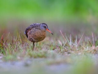 Virginia Rail foraging in Spring, closeup portrait