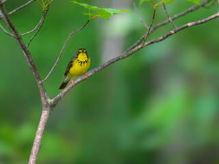 Canada Warbler perched on tree branch against green background