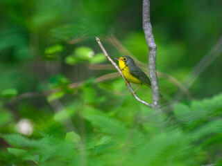 Canada Warbler perched on tree branch against green background