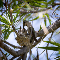 Mother hummingbird feeding babies in a nest in Tucson Arizona 