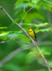 Canada Warbler perched on tree branch against green background