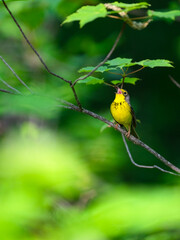 Canada Warbler perched on tree branch and singing against green background
