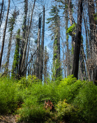 Rebirth of the forest after the fire: burned redwood trees with green shoots in the forest in Big Bassin State Park Northern California