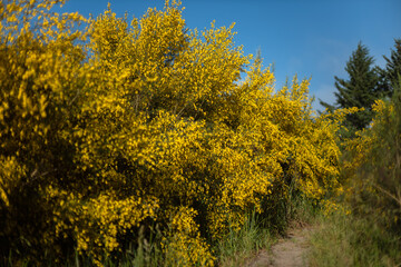 Oregon coast Gorse flowers shrubs bushes in Oregon dunes National recreation area with sand dune