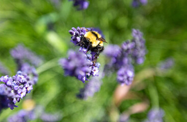 Fuzzy in the field