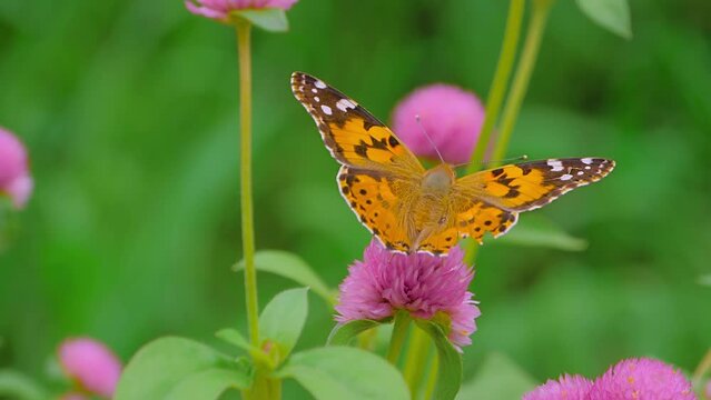 Slow motion: butterfly is drinking sweet nectar from purple flowers Globe amaranth - close up, macro view. Summer time, blooming and flowers pollination concept