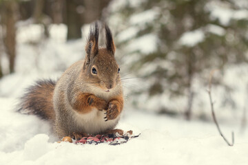 Fluffy forest squirrel in winter snowy forest feeds on raw seeds and peanuts.