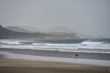 seagull standing in the water at Rada Tilly beach, Chubut, Argentina, with waves in the sea and cliffs in the background.