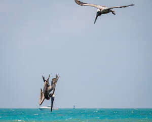 The amazing Pelican flying over the water.