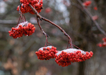 Gros plan sur une branche d'arbre avec des baies rouges à l'extrémité lors d'une journée grise