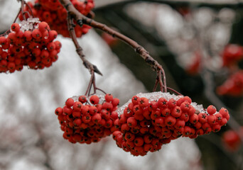 Gros plan sur une branche d'arbre avec des baies rouges à l'extrémité lors d'une journée ennuagée