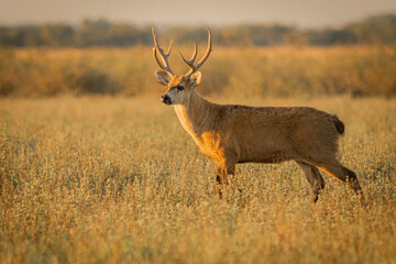 antelope in the field