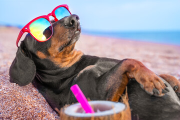 beautiful dog breed of dachshund, black and tan, buried in the sand at the beach sea on summer vacation holidays, wearing red sunglasses, next to it lies a large coconut with a cocktail and pink straw