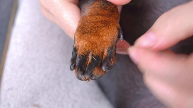 Woman hand gently touches dog paw, massages fingertips, gently runs along claws. Careful care in grooming salon for pets. Veterinary clinic doctor examines puppy patient paw disease, injury, bruise