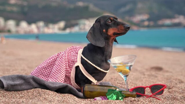 Modest elegant lady, dog on beach next to empty bottle of wine, martini glass, alcohol abuse, resort excesses. Puppy in dress at party by sea. Escort drank cocktail for courage of dating, flirting
